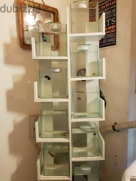 9 Betta glass tanks with stand along with 3 plastic tank for sale 1