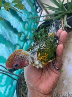 Sun Conure Chick