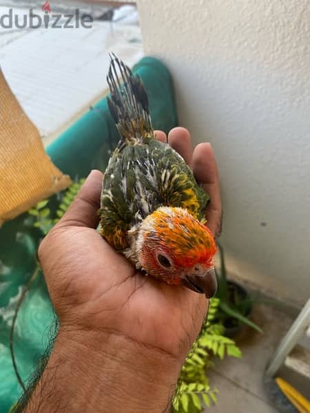 Sun Conure Chick 1