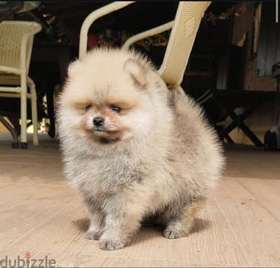 Teacup Pomeranian  for sale. WHATSAPP +1(484)718‑9164‬