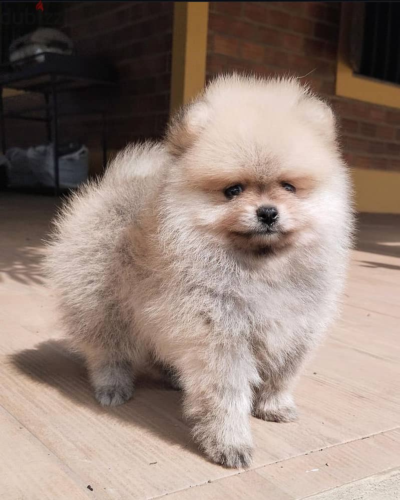 Teacup Pomeranian  for sale. WHATSAPP +1(484)718‑9164‬ 1