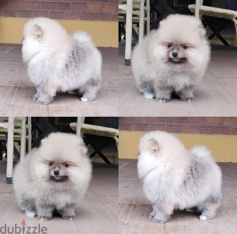 Teacup Pomeranian  for sale. WHATSAPP +1(484)718‑9164‬ 2