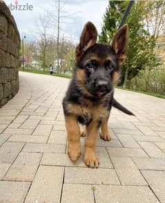 Well SocializedGerman Shepherd Puppies for sale 0