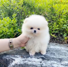 Pomeranian puppy for sale. WHATSAPP +1(484)718‑9164‬