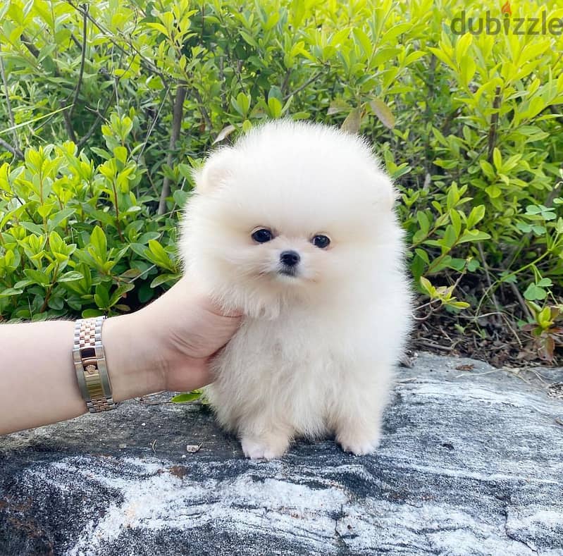 Pomeranian puppy for sale. WHATSAPP +1(484)718‑9164‬ 0