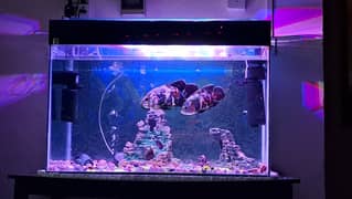 Big fish tank for sale with all  accessories