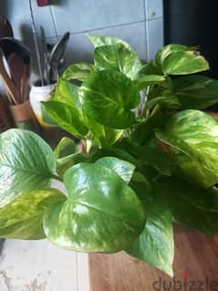 home grown plants for sale 0