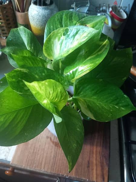 home grown plants for sale 2