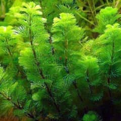 cabomba green Aquarium plant available 1 riyay