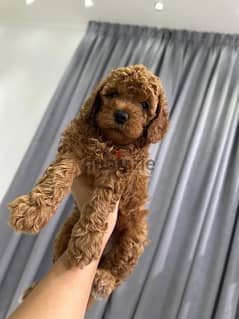 toy poodle 35 day 100%pure