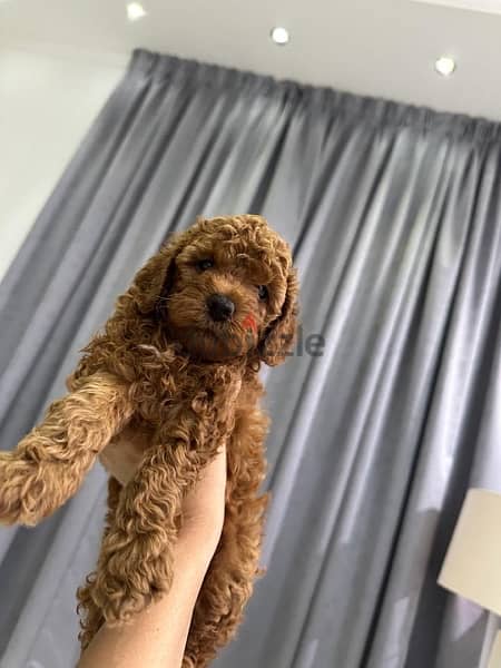 toy poodle 35 day 100%pure 1