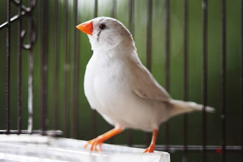 White finches with cage 1