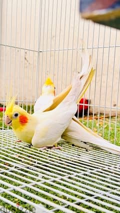 Cockatiel Lutino pair