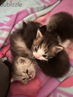 kittens For sell