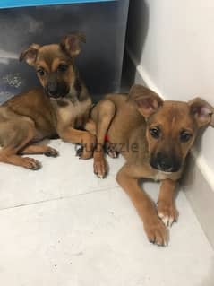 For adoption mixed breed GSD and American Bully