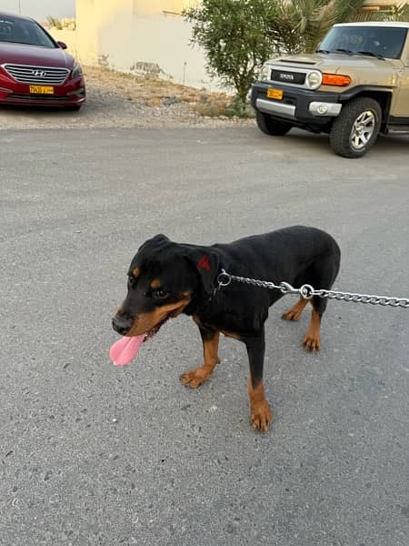 Rottweiler dog 2