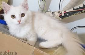 3.5 months white persian female kitten for sale OMR 50/-