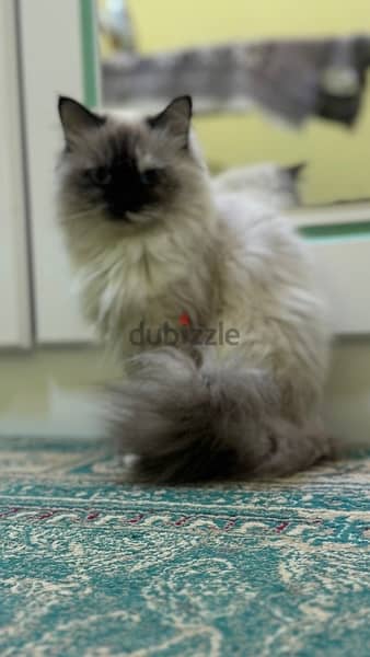 CATS FOR SALE  قطط للبيع 19