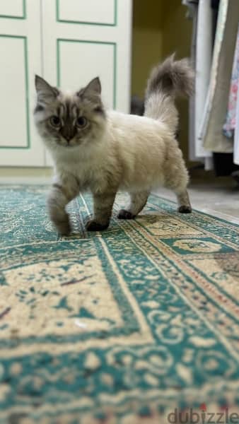 CATS FOR SALE  قطط للبيع 7