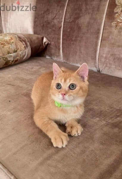 Pure Male Scottish Gold Cat For Sale 1