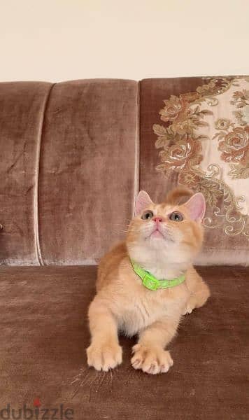 Pure Male Scottish Gold Cat For Sale 2