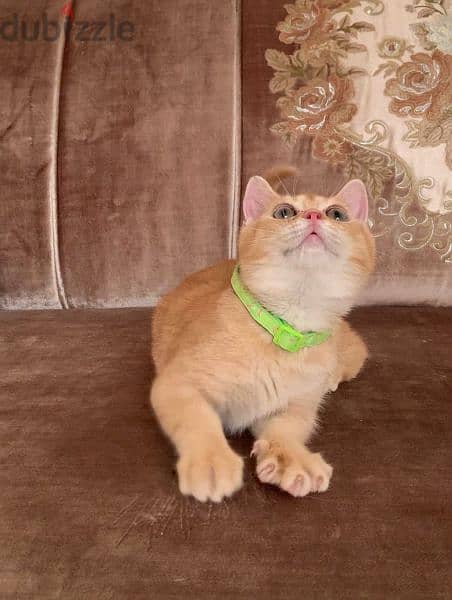 Pure Male Scottish Gold Cat For Sale 3