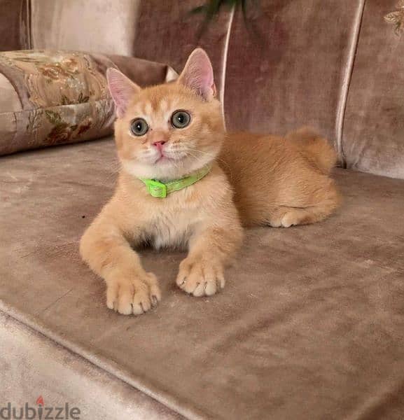 Pure Male Scottish Gold Cat For Sale 4