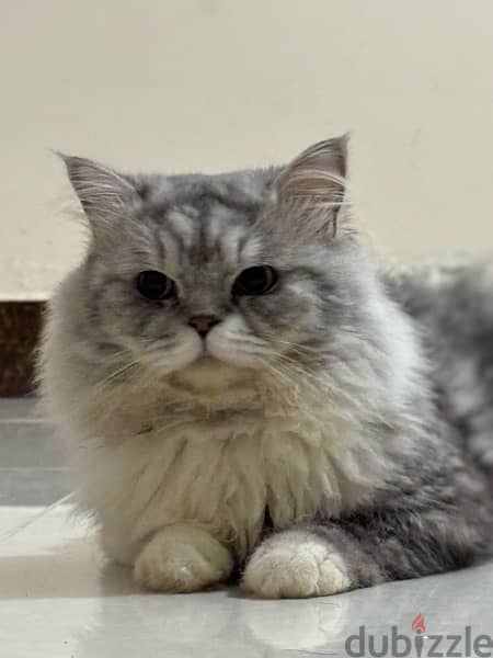 Persian Cat 1