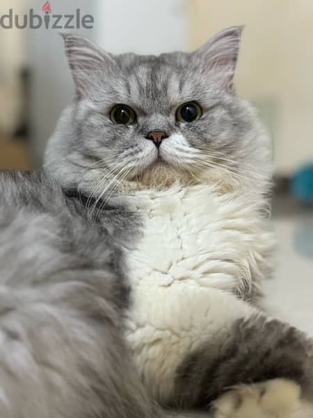 Persian Cat 2