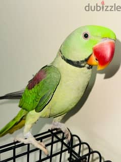 parrot