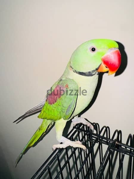 parrot alaxander raw nepali نيبالي 2