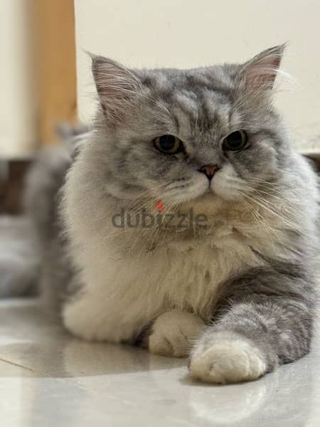 Persian Cat 3