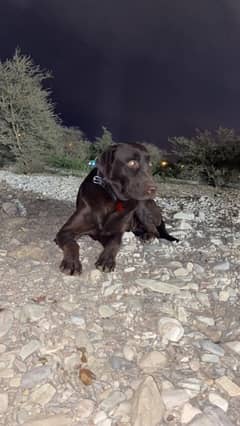 Chocolate Labrador For Sale only