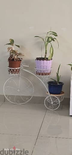 3 plant cycle stand