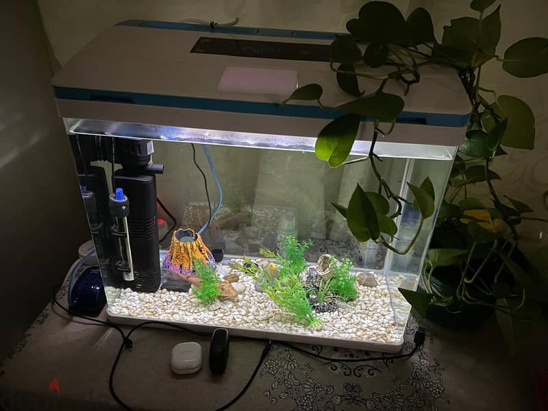 fish tank with fishes 2