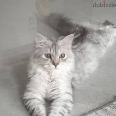 Rare Siberian Cat looking for a for ever home نادر: قط سايبيري