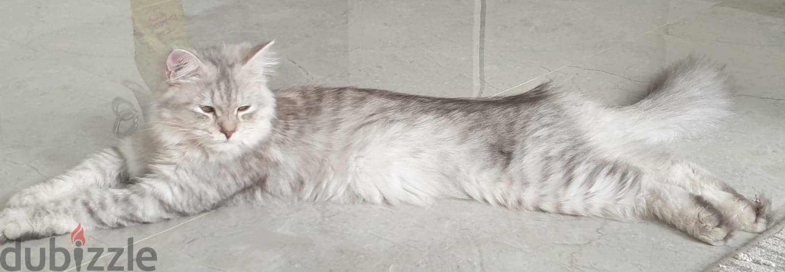 Rare Siberian Cat looking for a for ever home نادر: قط سايبيري 1