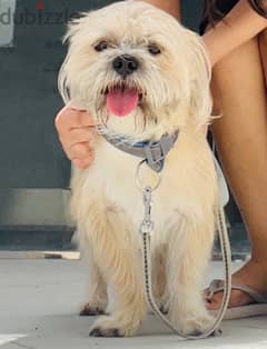 3 year old shitzhu Maltese mix