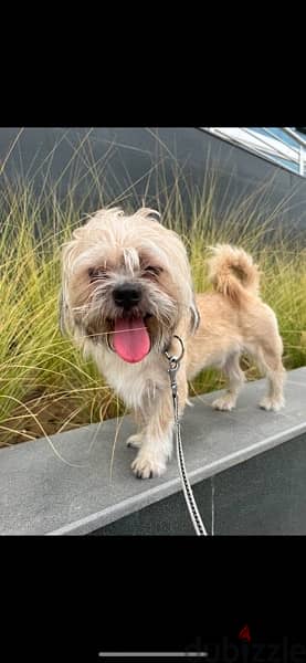 3 year old shitzhu Maltese mix 1