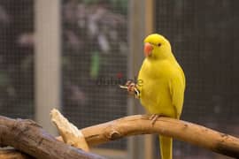 yellow ringneck