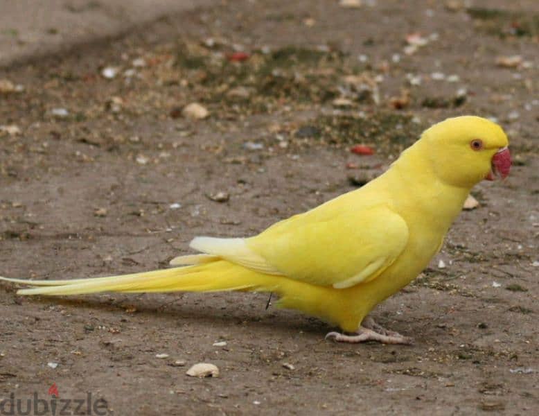 yellow ringneck 1