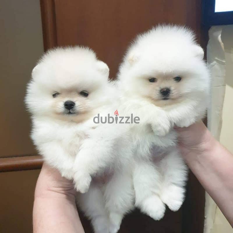 purebred Pomeranian puppy's 0