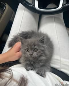 Teacup Persian Kitten