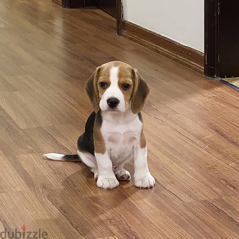 Beagle Puppy 2