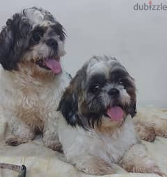 Shihtzu