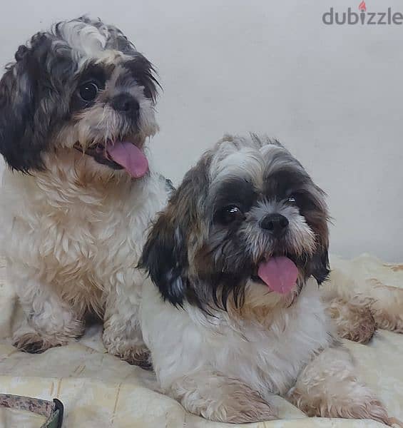 Shihtzu Canine Dog for sale 0