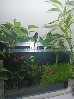 Planted aquarium shrimp and neon tetras fish 0