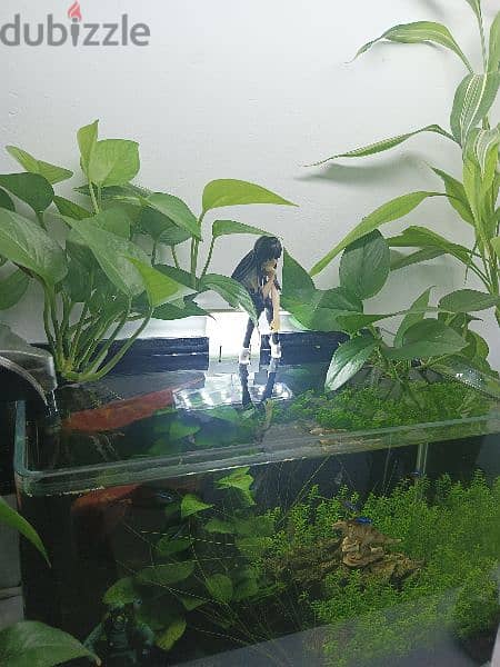 Planted aquarium shrimp and neon tetras fish 1