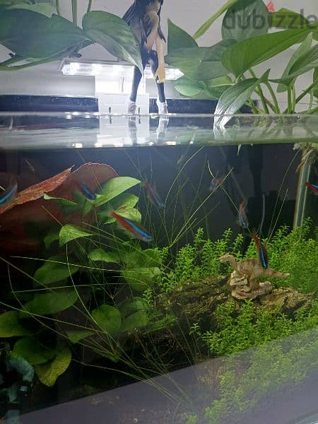 Planted aquarium shrimp and neon tetras fish 2