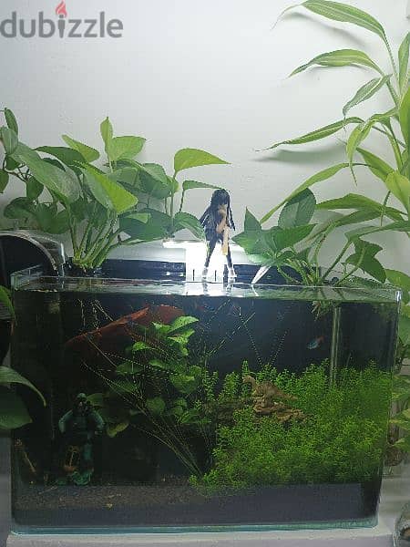 Planted aquarium shrimp and neon tetras fish 3